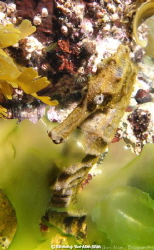 Common Seahorse, 12cm in length by Sheung Yue Alan Wan 